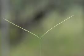 Image result for Enteropogon