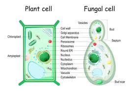 Maybe you would like to learn more about one of these? Plant Cell And Fungal Yeast Cell Structure Cross Section And Anatomy Of Cell Biology Chart Vector Illustration On A White Background Detailed Diagram For Use In Education Ù…ÙˆÙ‚Ø¹ ØªØµÙ…ÙŠÙ…ÙŠ