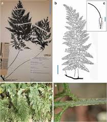 Image result for Vandenboschia gigantea