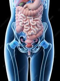 I'm having a complete abdominal ultra sound tomorrow could you tell me if my female organs will be looked at in this test? Female Abdominal Organs Illustration Stock Image F026 5553 Science Photo Library
