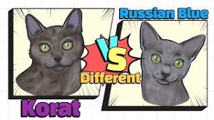 Russian blue vs korat cat. How To Identify Russian Blue Korat Sub Youtube