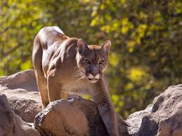 The cougar (puma concolor) is a large cat of the subfamily felinae. Cougar Relentlessly Stalks Utah Runner Hissing In Terrifying Video