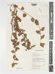 Image result for Melochia melissifolia