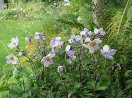 Anemone Wild Swan 23 Pflanzen Garten