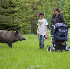 Haarige Kraftprotze Was Tun Wenn Ein Wildschwein Vor Dir Steht Welt