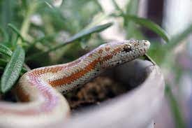 Free Image On Pixabay Snake Reptile Animal Rosy Pet Reptiles Snake Animals