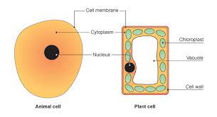 One of the distinctive aspects of a plant cell is the presence of a cell wall outside the cell membrane. Cells Revision Notes In Gcse Biology