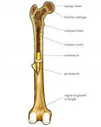 The compact bones form the hard exterior of the bones, whereas the spongy bones have several pores that are filled with nerves and blood vessels. Structure Of Long Bone Animal Systems