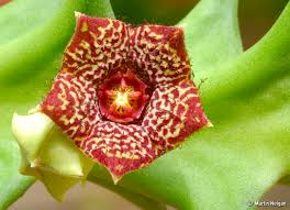 Image result for Orbea carnosa