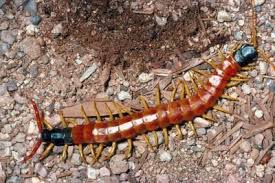 Black And Yellow Millipede India Centipede Facts For Kids Centipede Pest Control Plants Pest Control