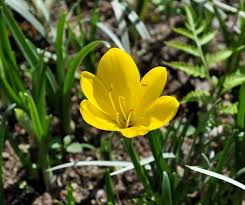 黄花タマスダレとは驚き 花の公園 俳句 ｉｎｇ