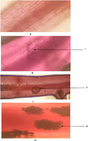 Image result for Tessmannia anomala