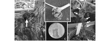 Image result for Rhizobium radiobacter, syn. Agrobacterium tumefaciens
