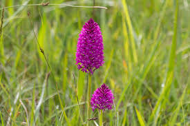 Image result for Brachycorythis buchananii