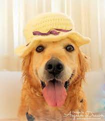 Summer Hat For Dogs Sun Hat Dog Hat Summer Dog Accessories Etsy Dog Hat Sun Dogs Summer Dog