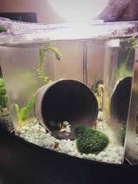 Buy aqueon betta falls aquarium, black at walmart.com. Betta Falls Not Great For Bettas Great For Rehabbing Snails And Plant Buddies What Kind Of Plants Are These Moss Is Fake Plantedtank