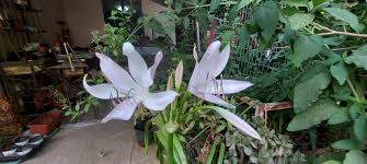 Image result for Crinum verdoorniae