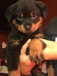 Looking for a rottweiler puppy or dog in california? Pin On Puppies For Sale