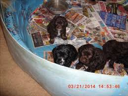 The breed comes in two varieties: Cocker Spaniel Puppies For Sale In Tucson Arizona Classified Americanlisted Com