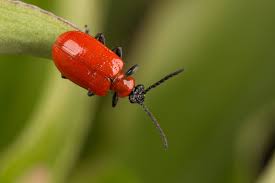 Welche roten käfer jetzt los sind und was sie auf dem kasten haben, lesen sie hier. Rot Schwarzer Kafer 10 Kaferarten In Deutschen Garten
