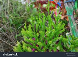 Image result for Lycopodiella cernua