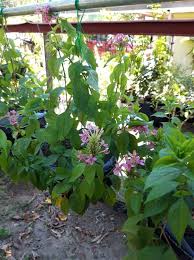 Image result for Campylospermum hiernii