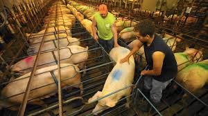 A special edition coloring book by tim jeffs. Ending Factory Farming As Soon As Possible 80 000 Hours
