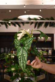 Image result for Cercestis