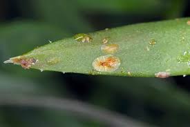 Image result for scale on plant