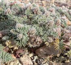 Image result for Indigofera pulchra