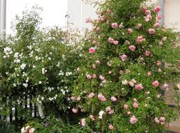 Maybe you would like to learn more about one of these? Rose Darlow S Enigma