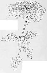 Chrysanthemum Flower Drawing Chrysanthemum Tattoo Chrysanthemum