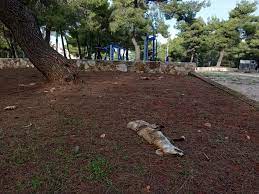 Η πυροσβεστική υπηρεσία ενημερώθηκε στις 17:20 για φωτιά, η οποία ξέσπασε και καίει σε αγροτοδασική έκταση κοντά στο κτήμα κοκοτός. Pi8anotata Pyrobolhmenh H Alepoy Poy Bre8hke Nekrh Entos Katoikhmenhs Perioxhs Sth Stamata Attikhs Www Zoosos Grwww Zoosos Gr