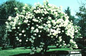 Scientific name usda zone height x width description common name water exposure andromeda polifolia 2 1' x 2' evergreen. Summer Flowering Trees Shrubs And Vines Wisconsin Horticulture