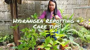 My largest planter is around 2 feet in diameter, and that's the biggest i'll go in terms of how much space i'll provide my hydrangeas. Hydrangea Repotting And Care Tips Youtube