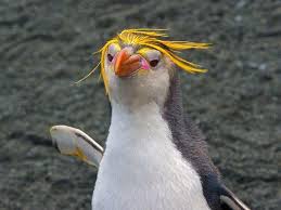 The sub antarctic and the antarctic peninsula is home to the macaroni penguin. This Macaroni Penguin Reminds Me Of Donald Trump Credit Https Goo Gl Images Ycsryq Mildlyinteresting