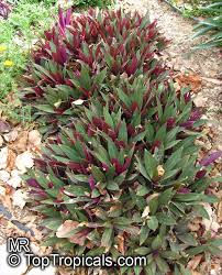 Flowers of rhoeo spathacea, photographer: Tradescantia Spathacea Rhoeo Spathacea Tradescantia Discolor Boat Lily Rheo Oyster Plant Moses In The Boat Toptropicals Com