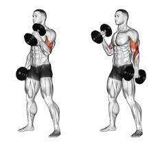Trx suspension strap bicep curls, cable hammer bicep curls and standing bicep cable curls are related exercise that target the same muscle groups as standing dumbbell bicep hammer curls. Exercise Database Biceps3 Standing Alternate Dumbbell Biceps Hammer Curls Jase Stuart The Better Body Coach