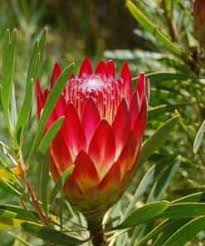 Image result for Pterodiscus aurantiacus