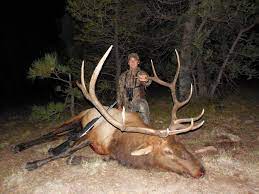 The rut begins in the first part of the season and is usually in full swing after the 10th of september. New Mexico Elk Hunting Outfitters