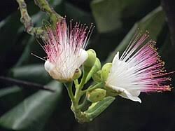 Image result for Barringtonia