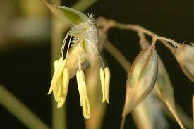 Image result for Holcus