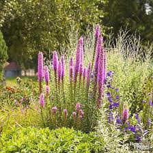 Blazing Star S Tall Bloom Spikes Are A Pollinator Magnet Best Perennials Flowers Perennials Perennials