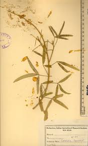 Image result for Crotalaria lanceolata