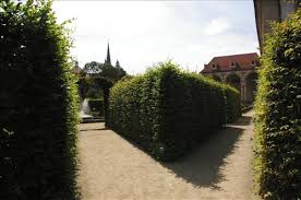 Image result for Živý plot z habru