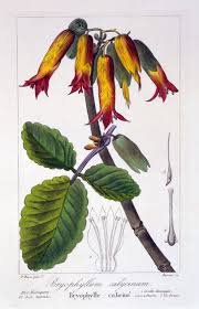 Image result for Bryophyllum