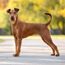 Image result for irský teriér