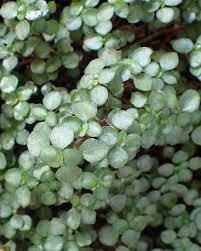 Image result for Pluchea bequaertii
