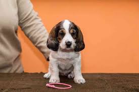 Image result for velký vendéeský hrubosrstý honič