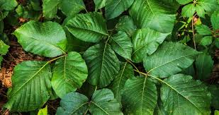 Maybe you would like to learn more about one of these? How To Treat Poison Ivy And Poison Oak
